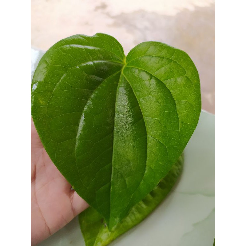 

Daun Sirih