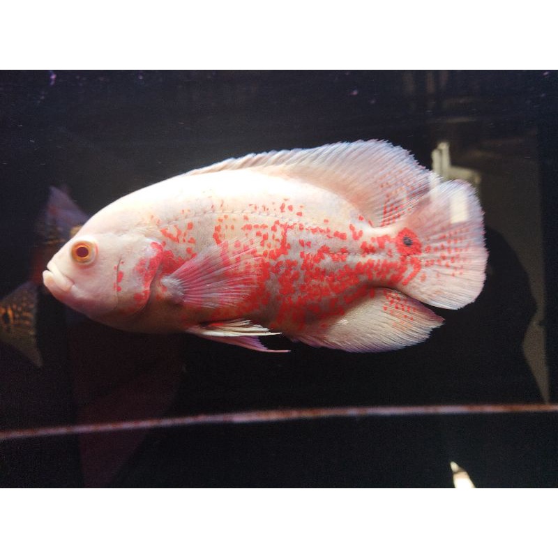 Hiasan Aquarium Oscar Tiger Albino Red