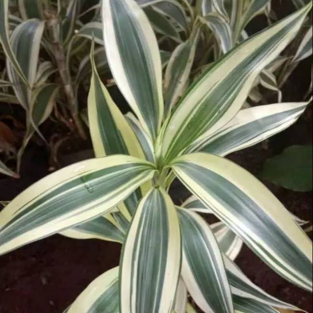 Tanaman hias bambu hoki sri rejeki varigata