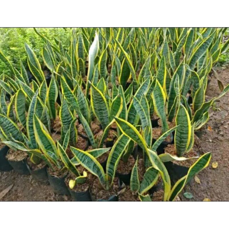 Tanaman hias sansevieria trifasciaca kuning | Lidah Mertua Kuning