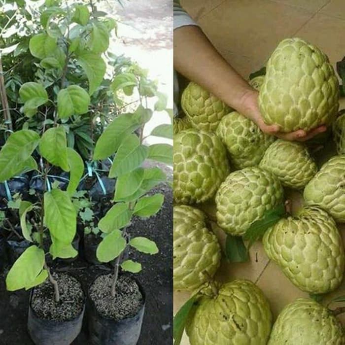 Bibit Srikaya Jumbo