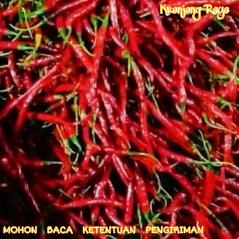 

Cabe Keriting Merah