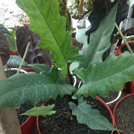 Tanaman Hias Alokasia Keris Papua