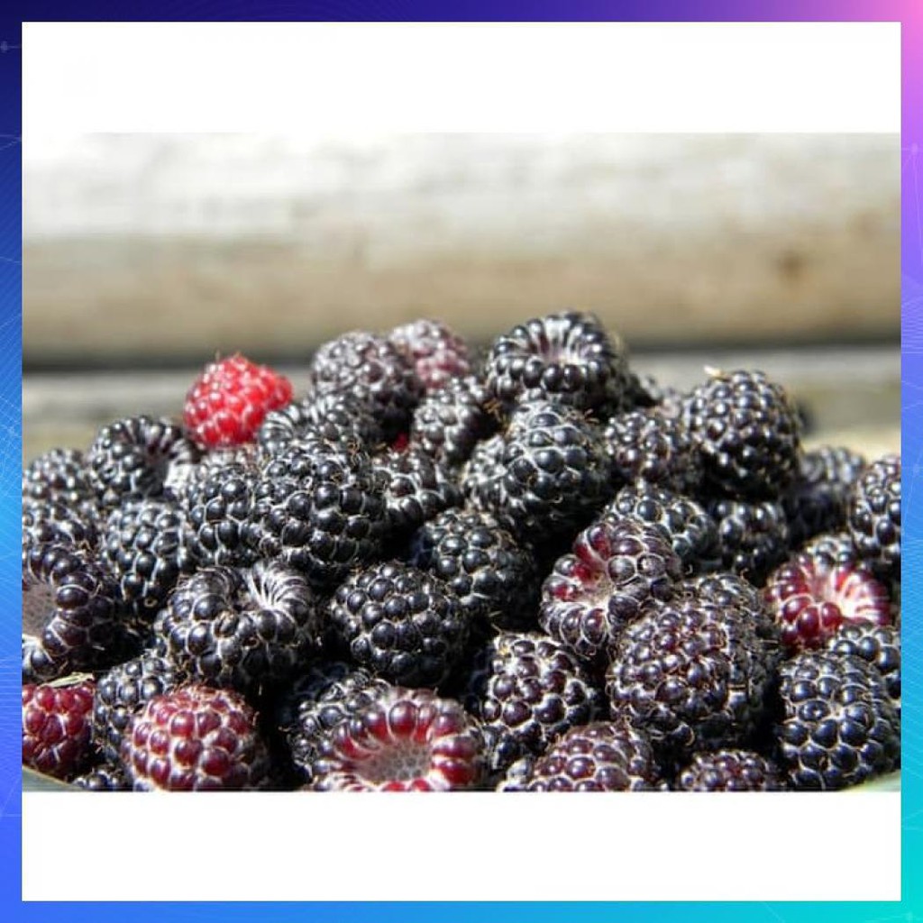 

BUAH BEKU RASPBERRY FROZEN 1/2KG SEINDONESIA DIJAMIN MURAH