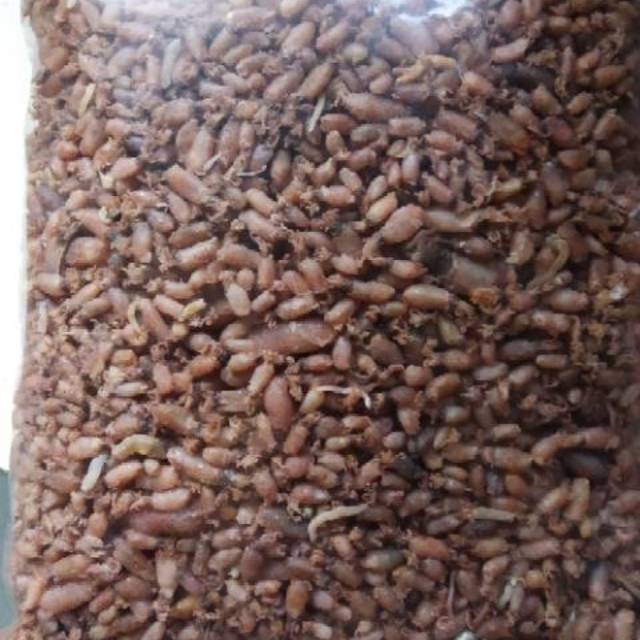 

BABY CUMI Grade A kualitas PREMIUM 500gr !!