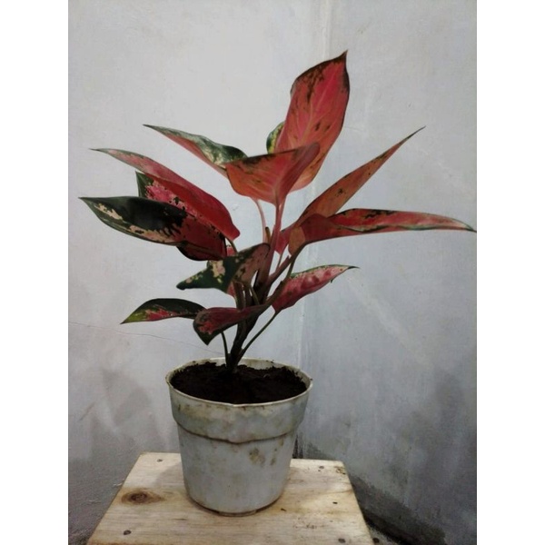 aglonema kochin indukan + pot