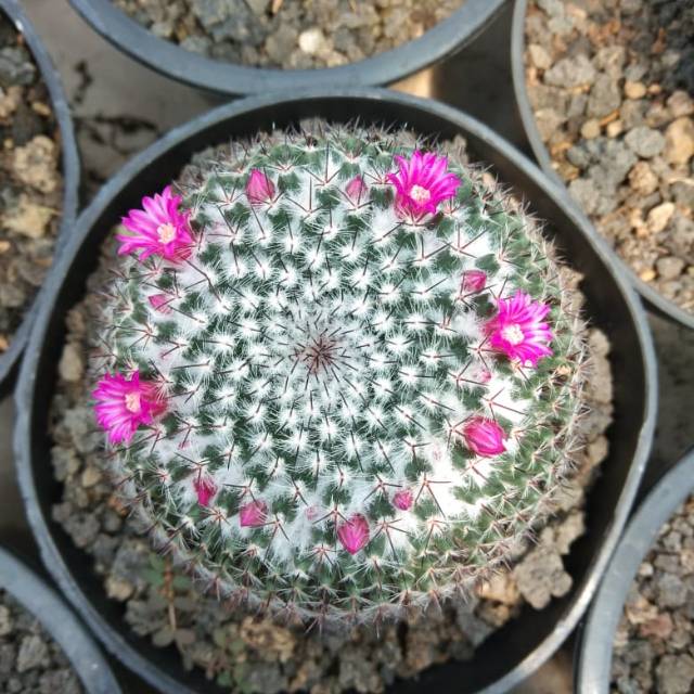 Kaktus mamil ownroot