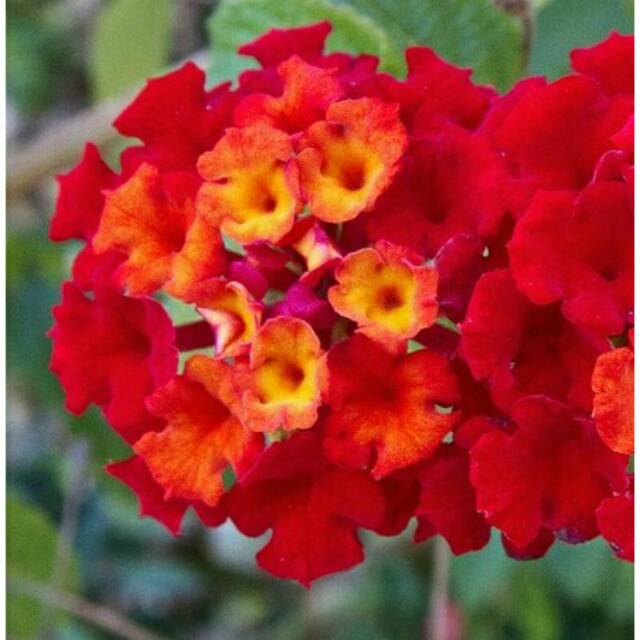 Tanaman Lantana merah