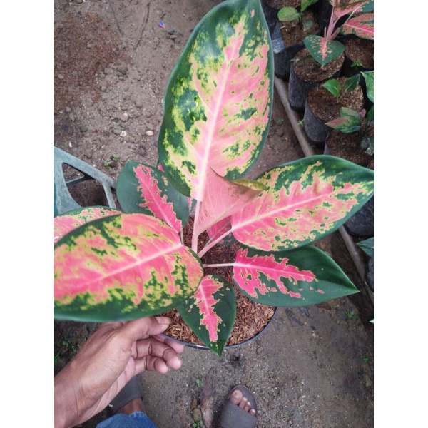 Aglonema kochin hybrid