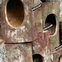 glodok burung murai besar