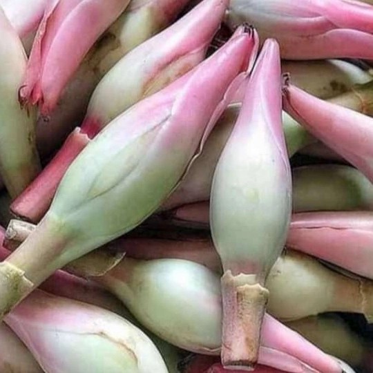 

Bunga Kecombrang Sayur segar - kecombrang organik fresh
