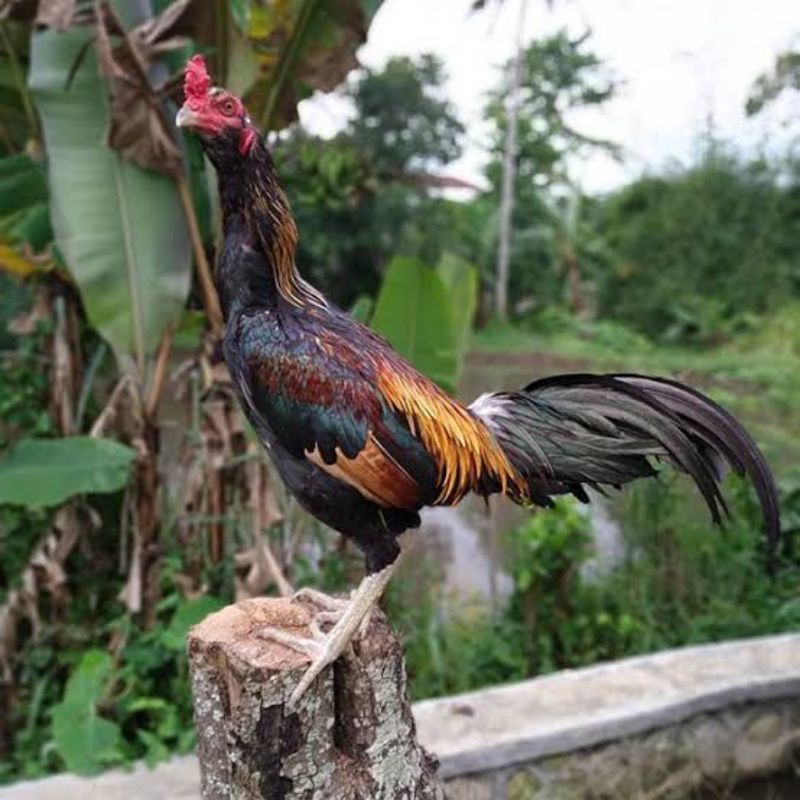 

TELUR AYAM MANGON UNTUK DI TETASKAN