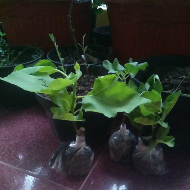 Promo 3 Bibit Buah Tin Green Y, Purple Y, Brown Turky