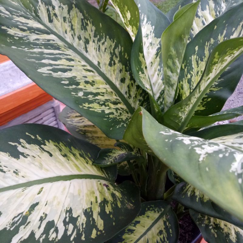 Difenbacia (Daun bahagia)