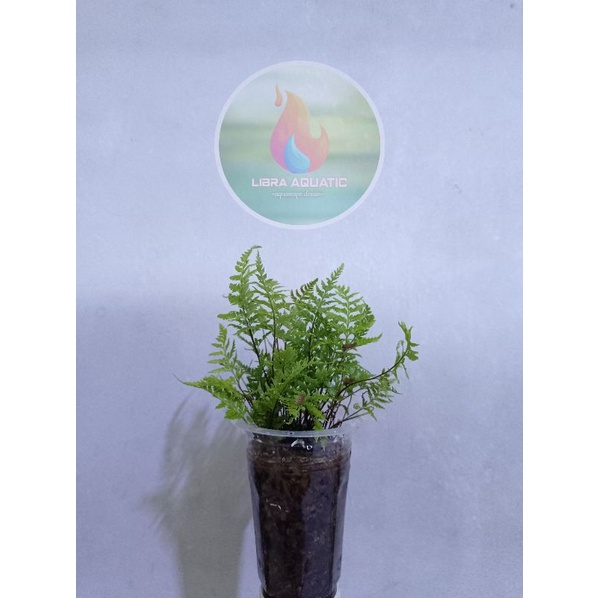 PAKIS DARAT PALUDARIUM