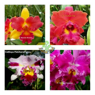 Bibit Anggrek Cattleya Hybrid Remaja Bunga Besar Murah