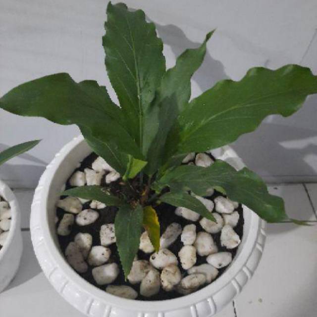 Tanaman hias gelombang cinta