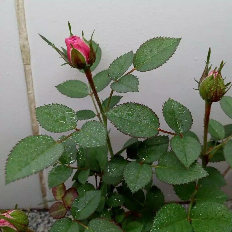 TANAMAN HIAS KOKEDAMA BUNGA ROSE MAWAR PINK COD PROMO SUPER