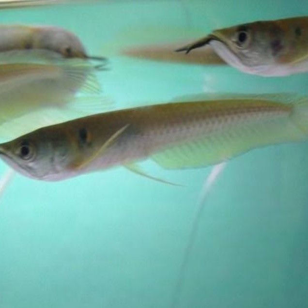 ikan arowana arwana silver murah