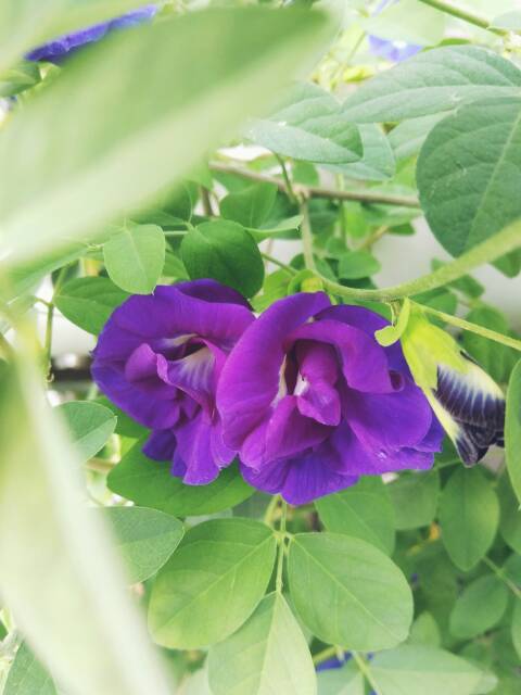 10 Biji Bunga Telang Biru Shopee Indonesia