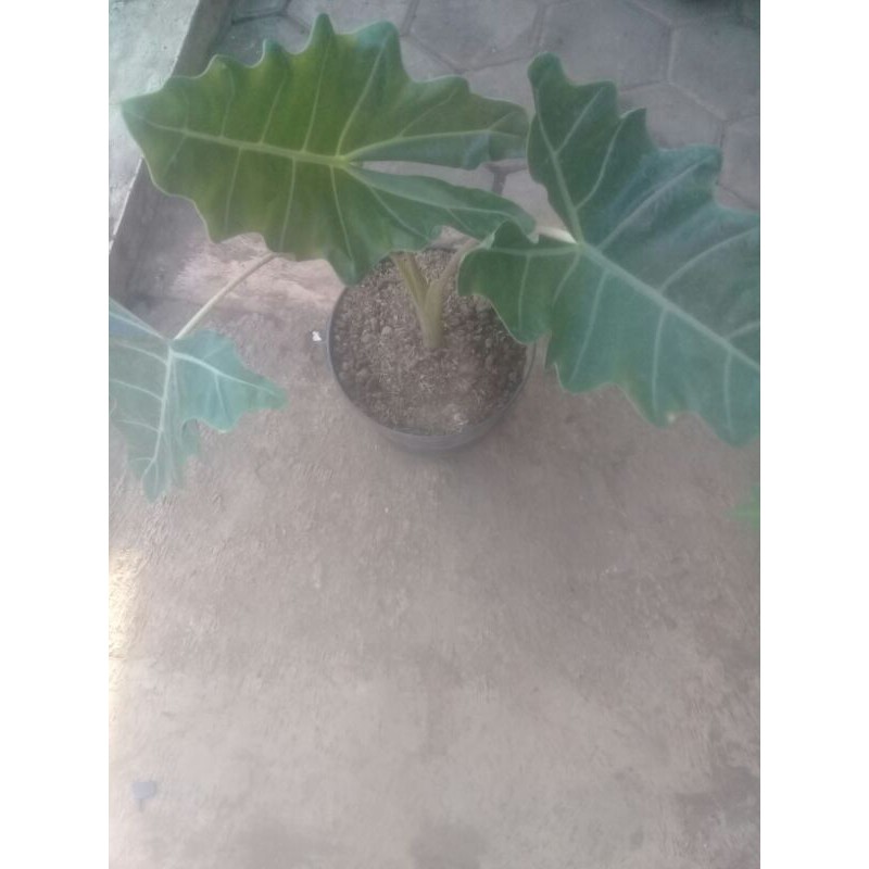 alocasia amazon sanderiana