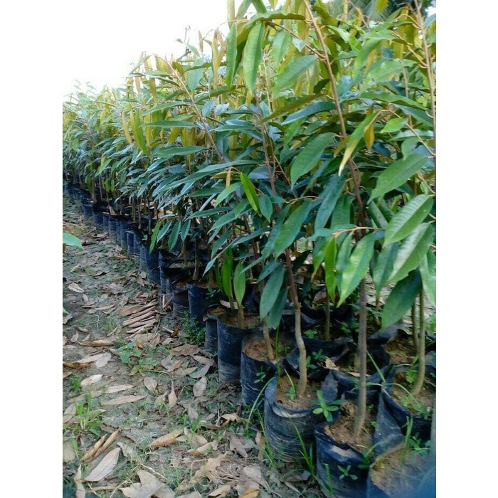 Bibit Tanaman Durian Musangking Asli