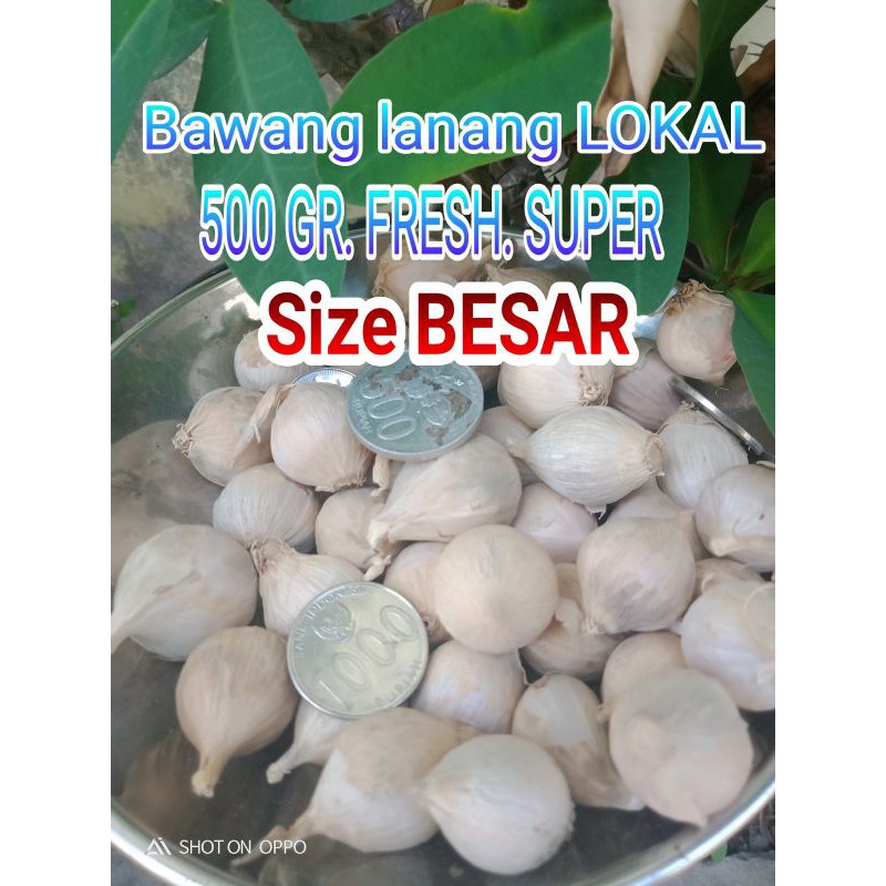 

Bawang putih tunggal BESAR bawang lanang LOKAL BESAR 500 gram