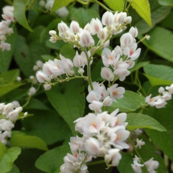 10 Benih biji bunga AMP putih Bibit Air mata pengantin putih vegetasi resin polen lebah