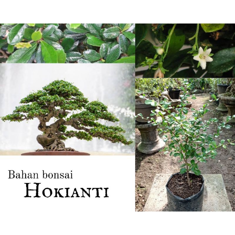 Bahan Bonsai Hokianti