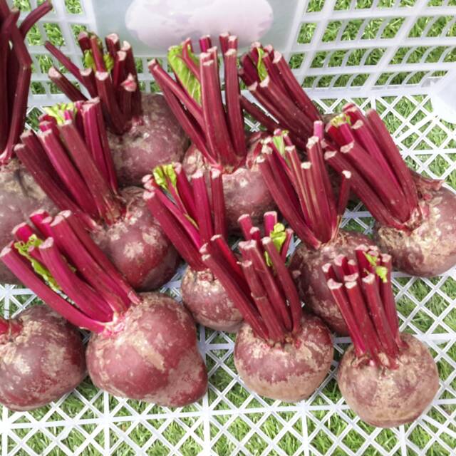 

Buah bit 1kg