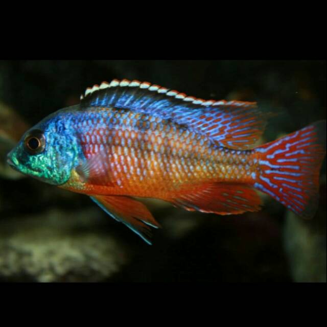 Red Empress Protomelas Taeniolatus Haplochromine Cichlid Lake Malawi Eastern Africa