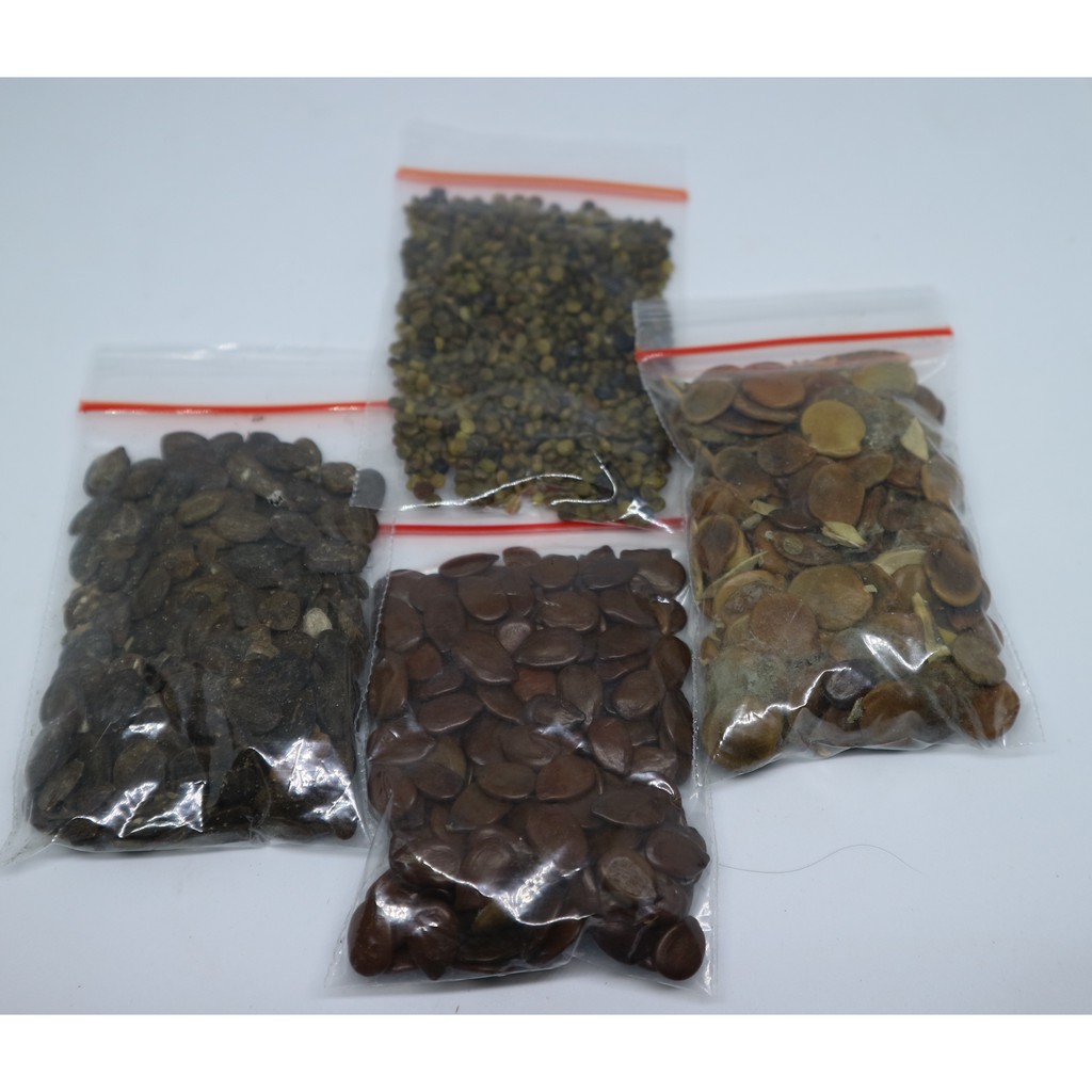 Benih kaliandra merah indigofera kelor gamal untuk ternak