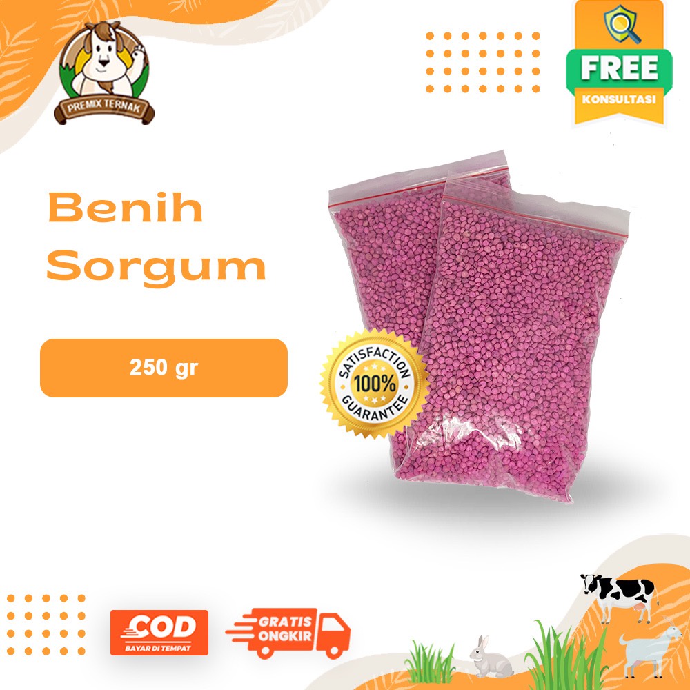 BIBIT SORGUM BIOGUMA TIPE 2 - Benih Sorgum Bioguma - Varian 500gr &amp; 250gr Sorghum Cantel hijauan pakan ternak