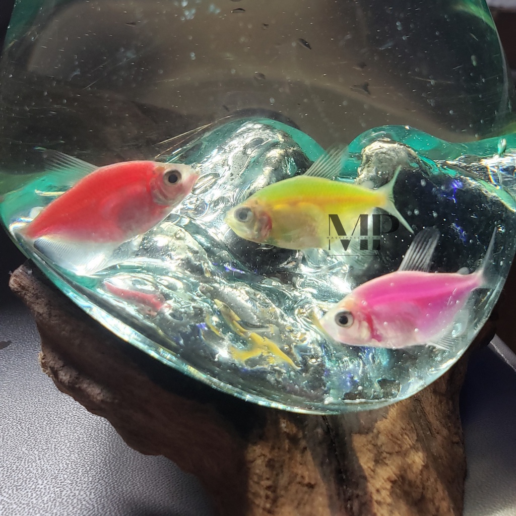 ikan hias aquascape tetra glofish aquascape murah