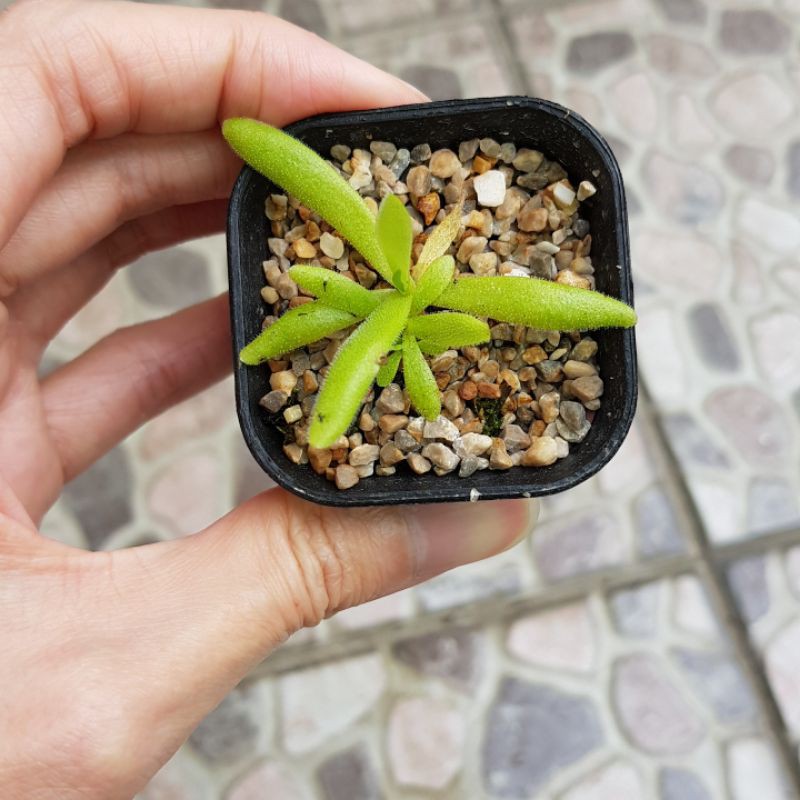 pinguicula aphrodite