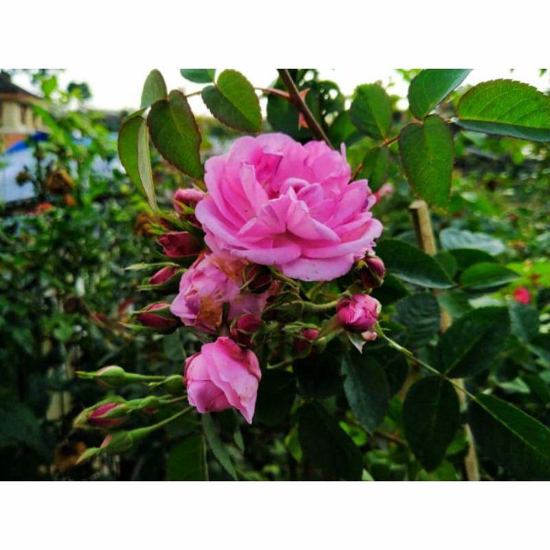 mawar import dewasa damascena