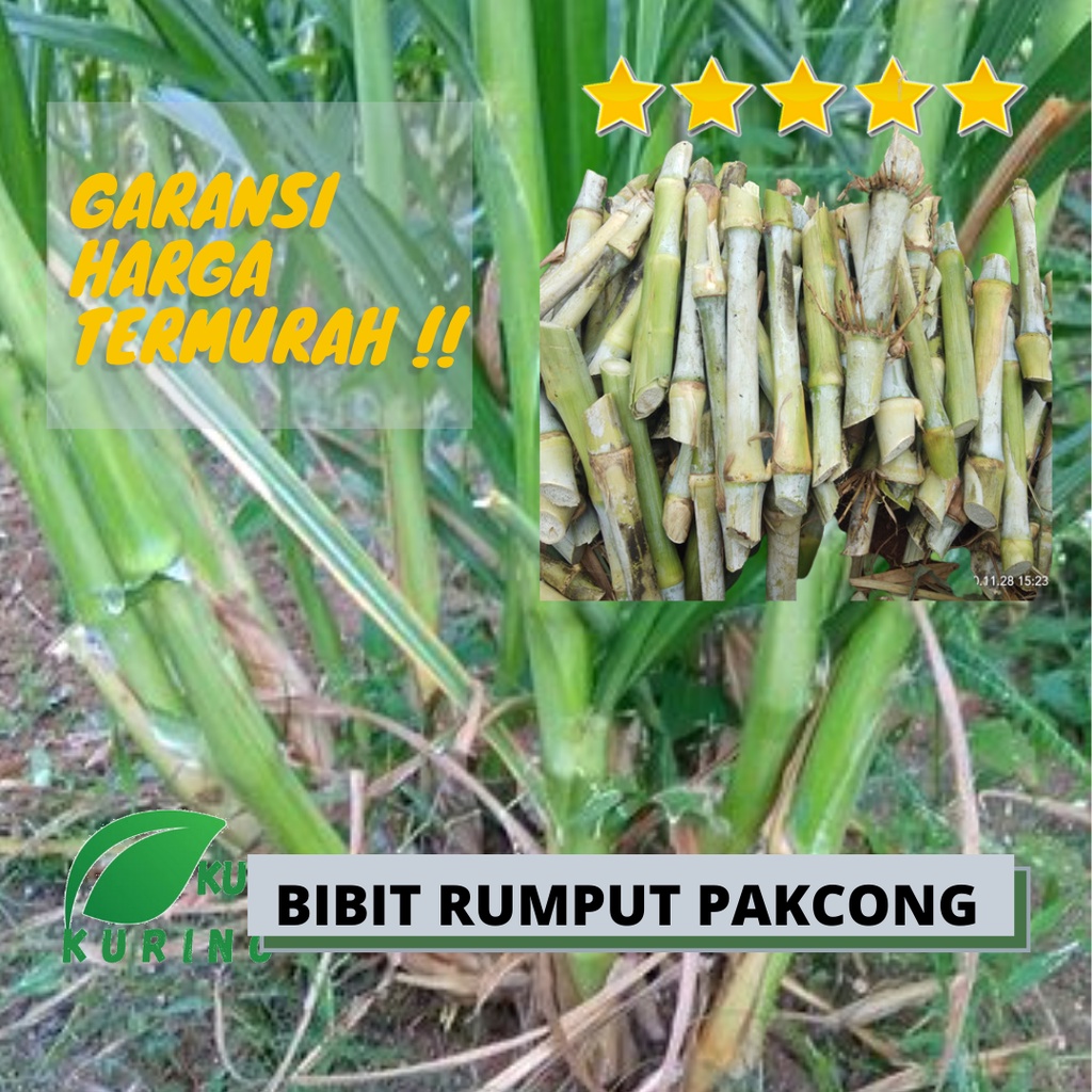 Jual Bibit Rumput Pakchong - Pakan Hewan Ternak Sapi Domba | Shopee ...