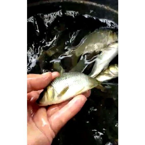 paket bibit ikan mas majalaya isi 50 ekor ukuran 1-2 jari