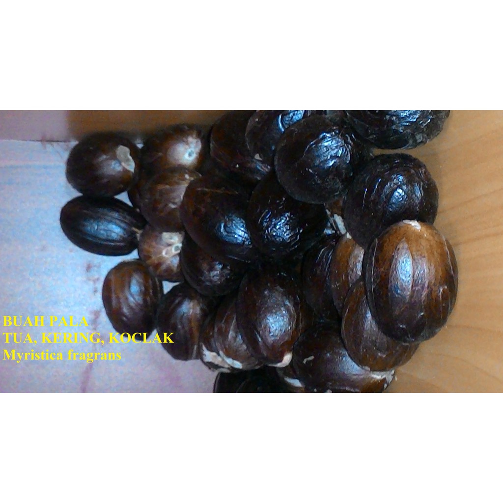 

Buah pala 1 kg tua kering koclak (Myristica fragrans)