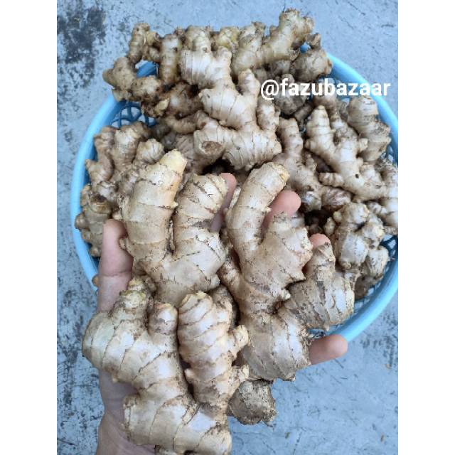

Jahe emprit 250 gr, 500 gr, dan 1 kg