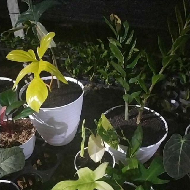 Tanaman Hias Philodendron Burle Marx/brekele Varigata.