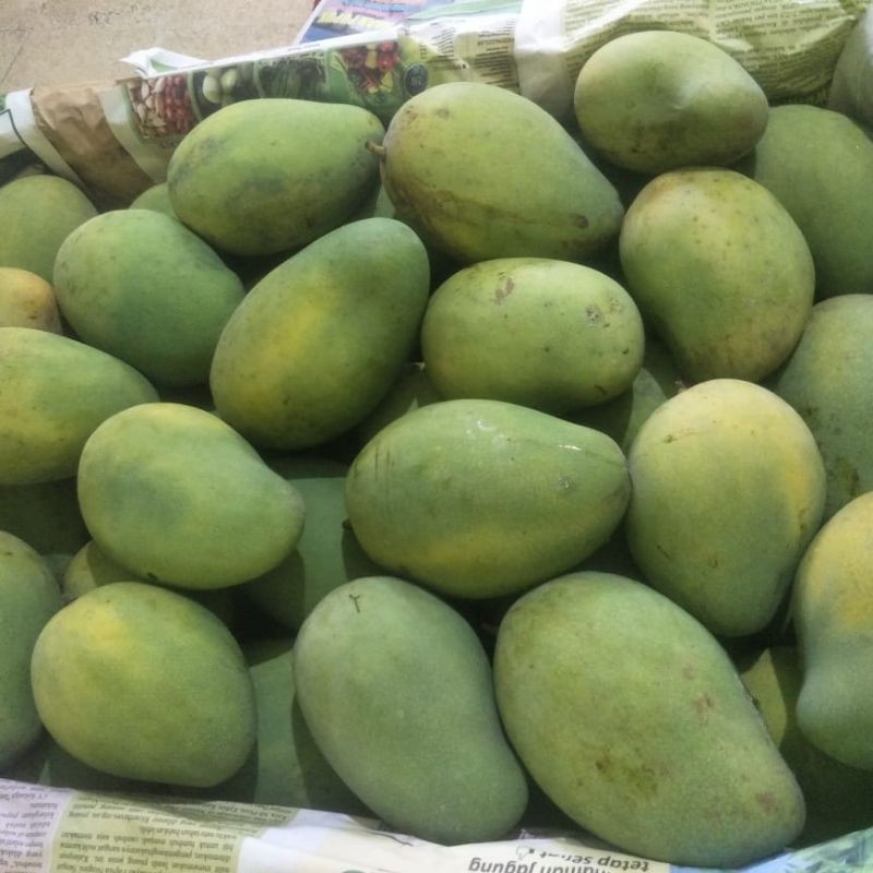 

Mangga Harum Manis / Gadung (1kg)