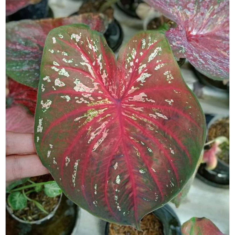 Bibit Caladium Doreng