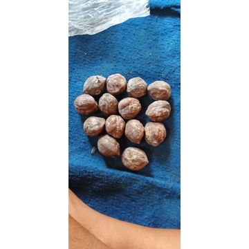 muncang/kemiri adu PAKET KOJO