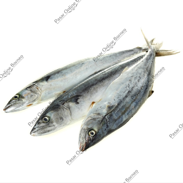 

Ikan Segar Tenggiri per ekor Fresh