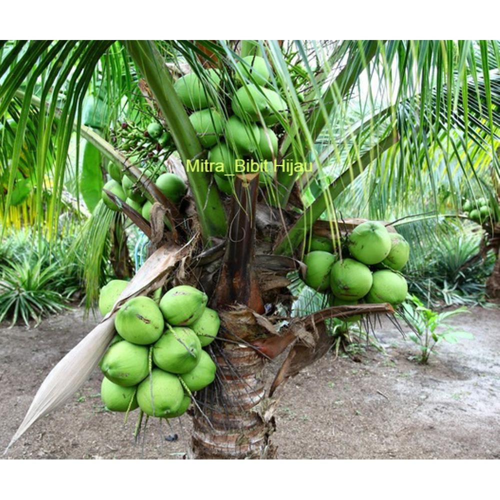 Bibit kelapa wulung / kelapa hijau wulung / kelapa ijo asli