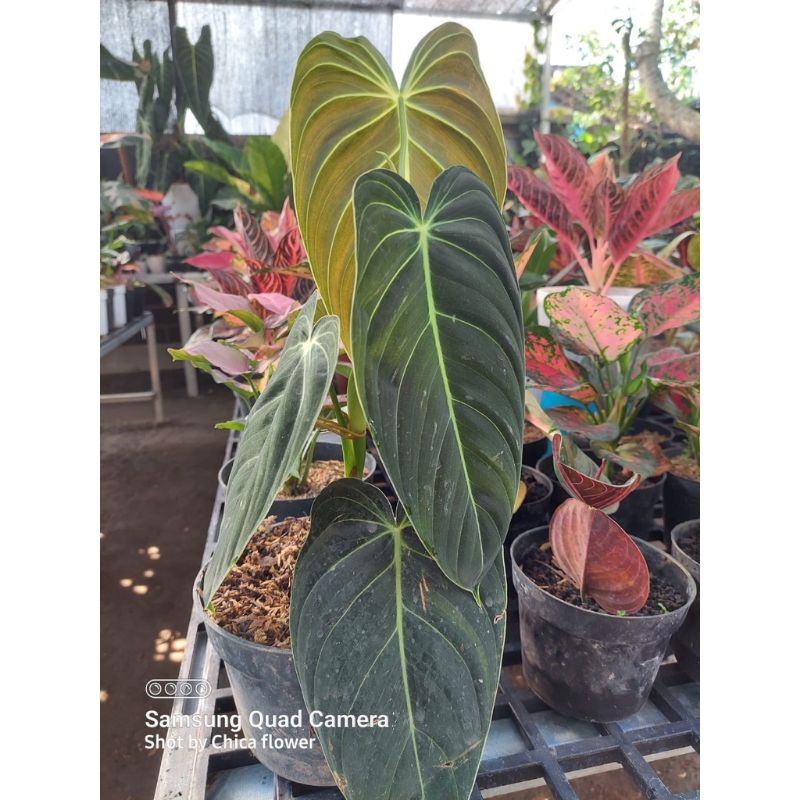 Tanaman hias philodendron Melano - melano