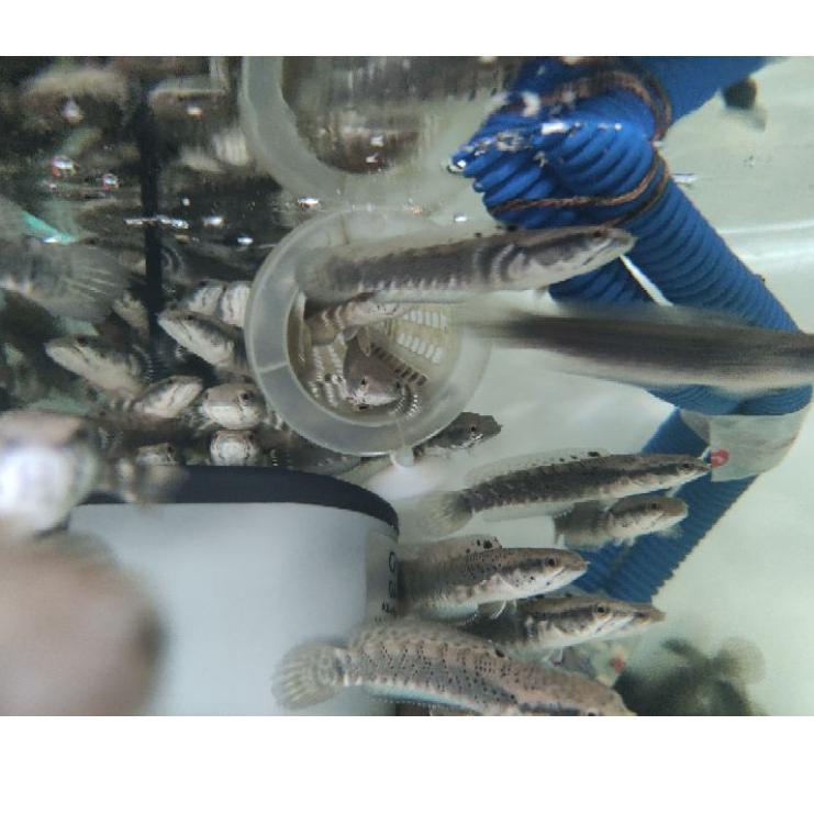 Oke Price.. Channa Blue Pulchra 8-10cm