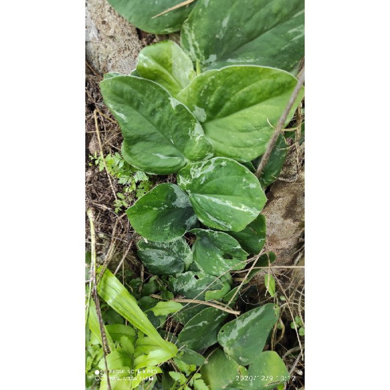 Tanaman hias rhaphidophora tenius varigata