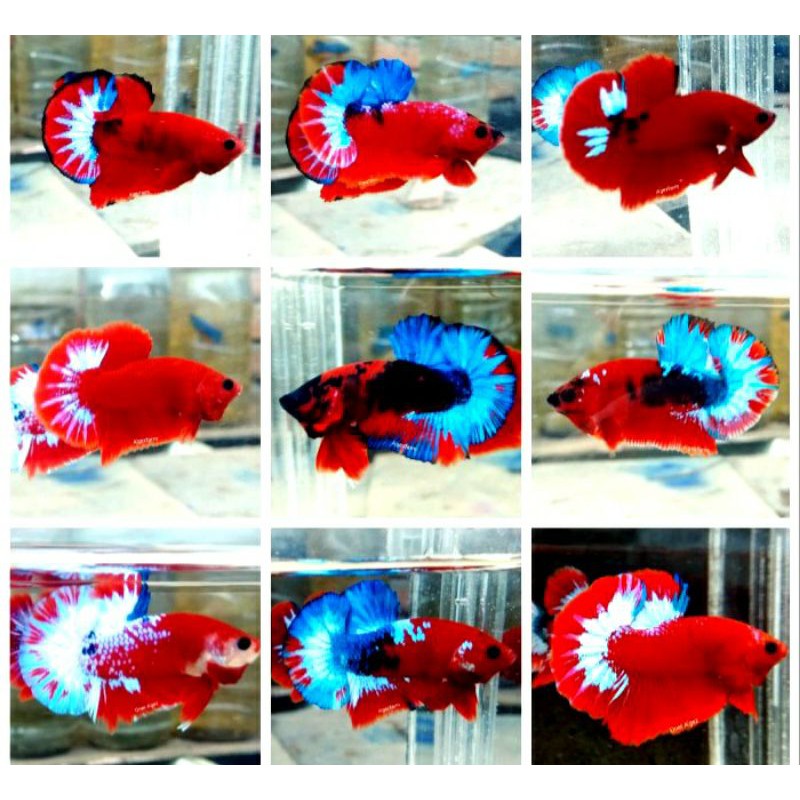 Cupang hellboy bold betina female/fccp solid ajiber